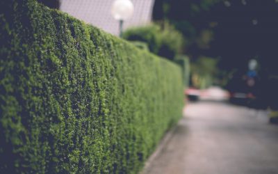 Beukenhaag planten: wanneer en hoe pak je het aan?