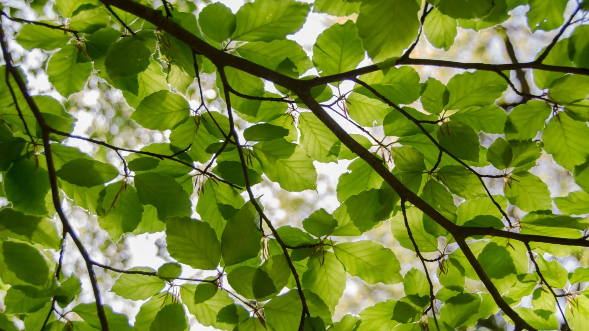 Beukenhaag planten: wanneer en hoe pak je het aan?